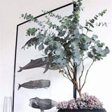 Egrow,Eucalyptus,Seeds,Silver,Dollar,Eucalyptus,Cinerea