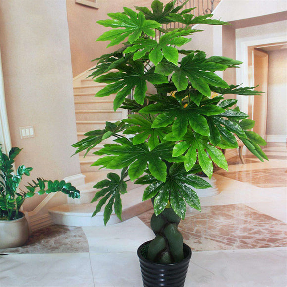 Egrow,Fatsia,Seeds,Ornamental,Plant,Fatsia,Japonica,Bonsai,Shrub