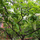 Egrow,Prunus,Seeds,Prunus,Padus,Semente,Plant,Padus,Racemosa