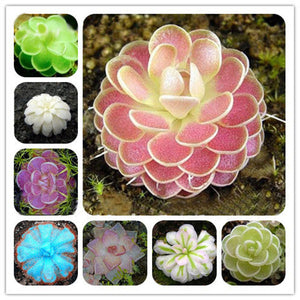 Egrow,Insectivorous,Plant,Seeds,Succulents,Dionaea,Muscipula,Venus,Flytrap,Bonsai