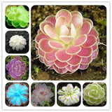 Egrow,Insectivorous,Plant,Seeds,Succulents,Dionaea,Muscipula,Venus,Flytrap,Bonsai