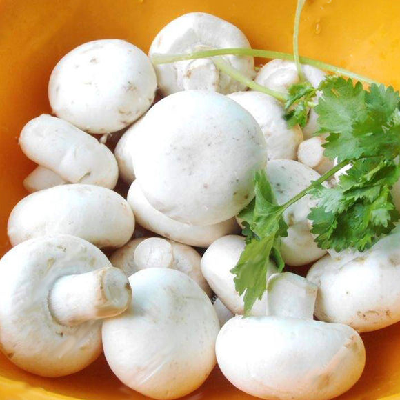 Egrow,White,Mushroom,Seeds,Edible,Healthy,Vegetable,Seeds,Bonsai,Plant,Seeds