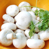 Egrow,White,Mushroom,Seeds,Edible,Healthy,Vegetable,Seeds,Bonsai,Plant,Seeds