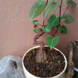 Egrow,Polygonum,Multiflorum,Seeds,Polygonum,Multiflorum,Semente,Plant