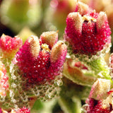 Egrow,Succulent,Plant,Seeds,Flowering,Mesembryanthemum,Crystallinum,Crystalline,Plant