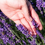 Lavender,Flower,Seeds,Flower,Potted,Plant,Growing,Outdoor