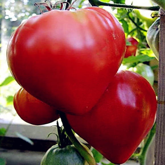 Egrow,Mixed,Variety,Tomato,Seeds,Tomato,Vegetable,Fruit,Veggie,Garden,Plants