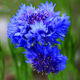 Egrow,Cornflower,Centaurea,Cyanus,Seeds,Balcony,Patio,Garden,Flowers,Potted,Bonsai,Plant