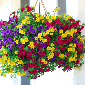 Egrow,Petunia,Seeds,Perennial,Bonsai,Indoor,Outdoor,Hanging,Decoration,Plants