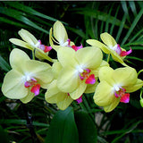 Egrow,Phalaenopsis,Orchid,Seeds,Bonsai,Plants,Flowers,Seeds,Garden,Plants