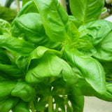 Egrow,Royal,Basil,Seeds,Indoor,Bonsai,Garden,Plant