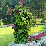 Egrow,Hyacinth,Seeds,Hyacinth,Plants,Beautiful,Garden,Bonsai,Balcony,Flower,Plant,Flower,Plantas