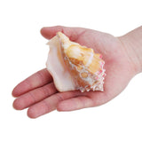 Shell,Conch,Natural,Coral,Ocean,Beach,Ornament,Craft,Decor
