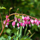 Egrow,10Pcs,Dicentra,Spectabilis,Seeds,Bleeding,Heart,Garden,Plant,Flowers