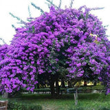 Egrow,Japanese,Lilac,Clove,Seeds,Garden,Perennial,Flowers,Aromatic,Bonsai,Plants,Seeds