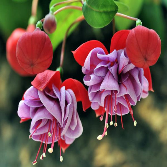 30PCS,Chinese,Enkianthus,Seeds,Potted,Chinese,Enkianthus,Flower,Garden,Ornamental,Plants