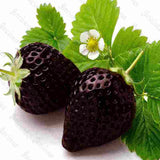 Egrow,Black,Strawberry,Seeds,Fresh,Exotic,Tasty,Fruit,Potted,Garden,Bonsai,Plant