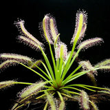 Egrow,Drosera,Seeds,Carnivorous,Plants,Bonsai,Garden,Plant