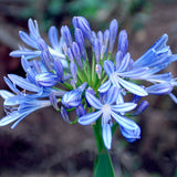 Egrow,Agapanthus,Seeds,Agapanthus,Africanus,Bonsai,Garden,Flower,Drought,Tolerant