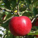 Egrow,Apple,Seeds,Redlove,Apple,Fruit,Garden,Planting