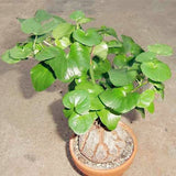 Egrow,Dioscorea,Seeds,Turtle,Elephant's,Bonsai,Plant,Garden