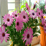 Egrow,White,Purple,Miracle,Daisy,Seeds,Color,Bonsai,Plants,Ornamental,Fower,Seeds