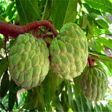 Egrow,Custard,Apple,Srikaya,Seeds,Bonsai,Soursop,Fruit,Graviola,Annona,Muricata,Plant,Sweet,Fruit,Sugar,Apple,Plant