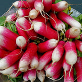 Egrow,Sausage,Radish,Seeds,Juicy,Nutritious,Early,Spring,Radish,Delicious,Vegetable