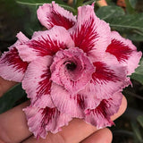 Adenium,Seeds,Giant,Adenium,Garden,Flowers,Seeds,Bonsai,Seeds