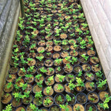 Egrow,Scented,Rosewood,Seeds,Scented,Rosewood,Semente,Plant,Dalbergia,Odorifera