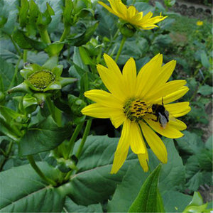 Egrow,Silphium,Seeds,Silphium,Perfoliatum,Grass,Plant,Garden,Decoration