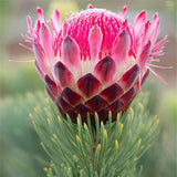 Egrow,Protea,Seeds,Protea,Cynaroides,Bonsai,Planting,Bonsai,Flower,Bonsai,Flower