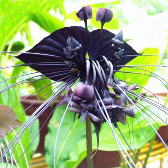 Egrow,Black,Tiger,Shall,Orchid,Seeds,Multiple,Varieties,Orchid,Flowers,Seeds,Garden