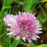 Egrow,Chive,Seeds,Flower,Vegetable,Garden,Edible,Plants