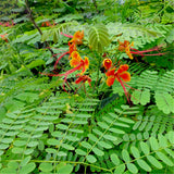 Egrow,Caesalpinia,Seeds,Caesalpinia,Pulcherrima,Garden,Decoration