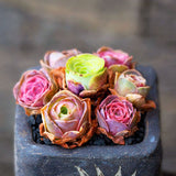 Egrow,Succulent,Seeds,Mountain,Desert,Plants,Ornamental,Bonsai,Flower