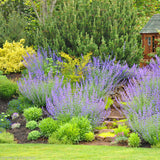 Egrow,Lavender,Seeds,Purple,Flowers,Indoor,Table,Decorations,Lavender,Plants