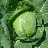 Egrow,Giant,Cabbage,Seeds,Organic,Vitamin,Vegetables,Seeds,Courtyard,Plants