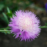 Egrow,Mixed,Cornflower,Seeds,Centaurea,Moschata,Annual,Potted,Helichrysum,Flower,Planting