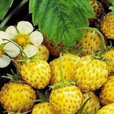 500Pcs,Yellow,Strawberry,Seeds,Garden,Seeds,Fruit,Seeds