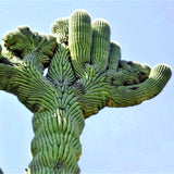 Egrow,Stone,Cactus,Seeds,Succulents,Stone,Cactus,Bonsai,Potted,Flowers