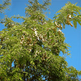 Egrow,Tamarindus,Indica,Seeds,Tamarind,Garden,Plant