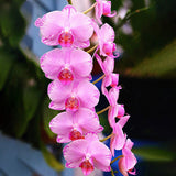 Egrow,Cymbidium,Orchid,Seeds,Butterfly,Orchid,Plants,Flower,Wedding,Decoration,Seeds