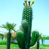 Egrow,Stone,Cactus,Seeds,Succulents,Stone,Cactus,Bonsai,Potted,Flowers