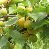 Egrow,Apricot,Seeds,Garden,Orchard,Green,Plants,Edible,Fruit,Seeds