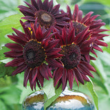 Egrow,Sunflower,Seeds,Garden,Decoration,Plants,Potted,Flower,Seeds