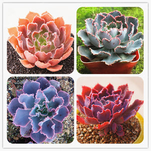 Egrow,Echeveria,Succulent,Seeds,Garden,Planting,Lithops,Plant,Bonsai,Flower