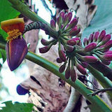 Egrow,Banana,Seeds,Itinerans,Burmese,Garden,Plant
