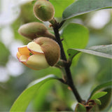 Egrow,Orchid,Seeds,Michelia,Plant,Michelia,Folwer,Seeds
