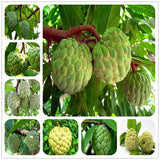 Egrow,Custard,Apple,Srikaya,Seeds,Bonsai,Soursop,Fruit,Graviola,Annona,Muricata,Plant,Sweet,Fruit,Sugar,Apple,Plant